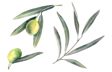 A set of olive branches with green ripe berries on a white background. Watercolor hand-painted illustration. Mediterranean fruits and berries. Botanical clipart for olive oil labels.