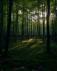 Obraz premium Sunbeams illuminate a mossy forest floor through the dense canopy of trees.