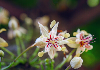 Close-up of Cocoa flowers on growing tree trunk  ,Cacao flowers on cocoa tree, macro