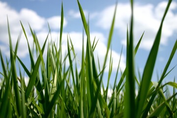 Fresh Green Grass Close View Natural Background