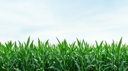 Obraz premium Lush green corn field against a bright clear sky in a serene rural landscape.