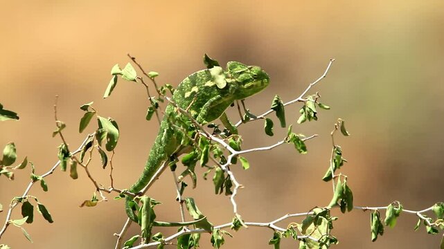 Common Chameleon or Mediterranean Chameleon (Chamaeleo chamaeleon) on a tree