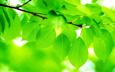 Fresh Spring Leaves Natural Background