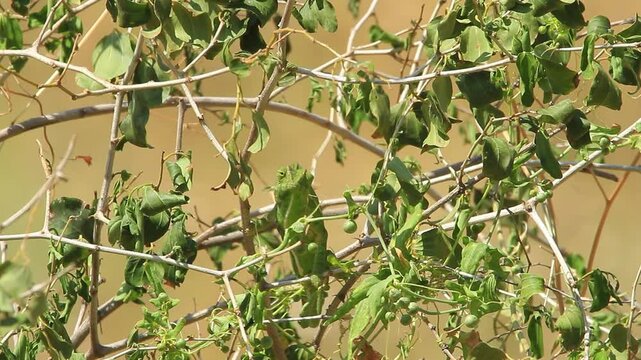 Common Chameleon or Mediterranean Chameleon (Chamaeleo chamaeleon) hunting a grasshopper