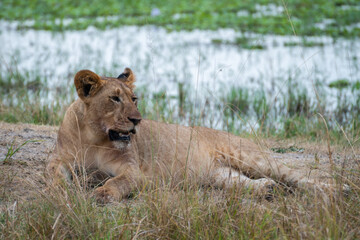 Lion is laying in the grass after hunting, Akagera National Park Rwanda