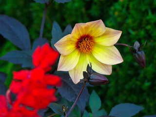 Red and yellow flower
