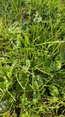 green grass with dew drops