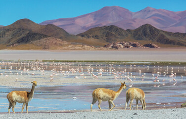 Vicuna