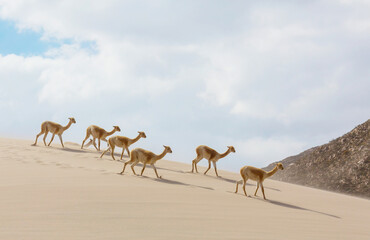 Vicuna