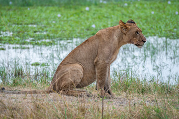 A small lion cub is resting beside a body of water, Akagera National Park Rwanda