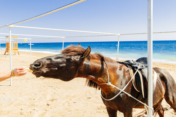 horse in the sea