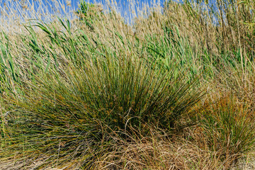 grass on the beach
