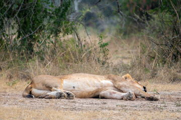 A lioness is laying on its back in the dirt, relaxing, Akagera National Park