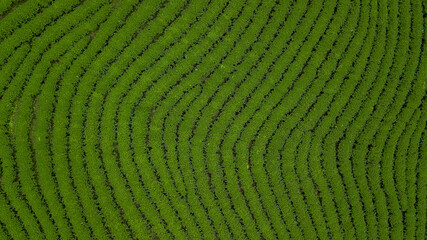 Aerial view of green tea plantation ecological tea garden green tea plantation, Beautiful texture...