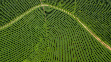 Aerial view of green tea plantation ecological tea garden green tea plantation, Beautiful texture background green agricultural field plantation.