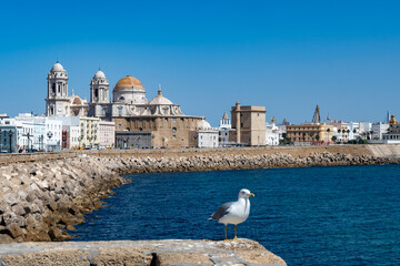 Walking through Cadiz, one of oldest cities and ports in Europe on Atlantic Ocean in southern Spain in Andalusia, tourists destination © barmalini