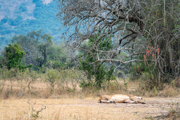A lioness is laying on its back in the dirt, relaxing, Akagera National Park