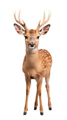 Obraz premium Portrait of a young deer with antlers standing on transparent background