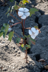 Organic cotton plants field with white open buds ready to harvest near Sevilla, Cordoba, Andalusia, Spain