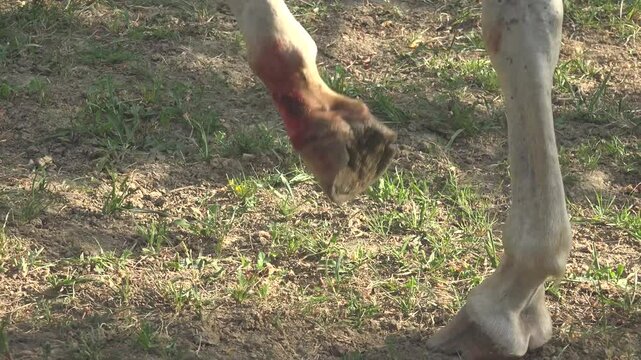 A horse is treating its bleeding leg wound