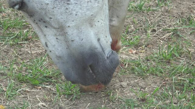A horse is treating its bleeding leg wound