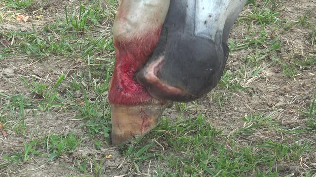 A horse is treating its bleeding leg wound