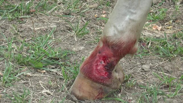 A horse is treating its bleeding leg wound