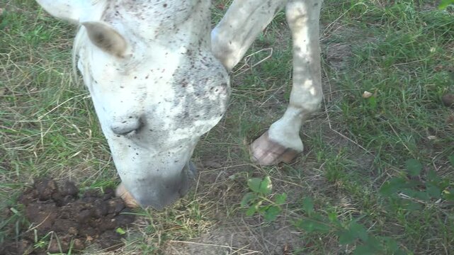 A horse is treating its bleeding leg wound