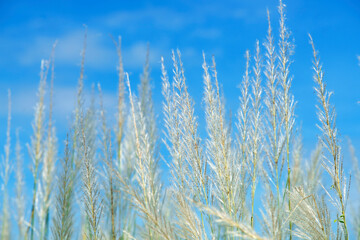 Lush Grass Against Bright Blue Sky