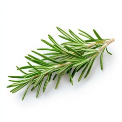 Fototapeta premium Macro of a rosemary plant