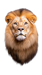 Obraz premium Portrait of a majestic lion with thick mane on transparent background
