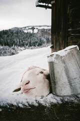 Curious Sheep Peeking Over Snowy Fence with Metal Bucket on Winter Farm