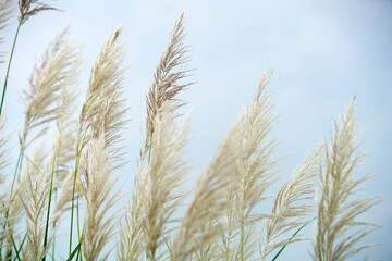 Soft Pampas Grass Against a Calm Background