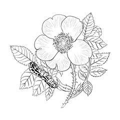 Rose with caterpillar hand drawing Science illustration 