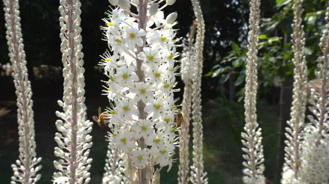 Squill Drimia maritima blooming in Mediterranean forests,bees pollinating the flowers