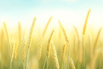 Fototapeta premium Golden Wheat Field at Sunrise with Soft Focus and Warm Sunlight.
