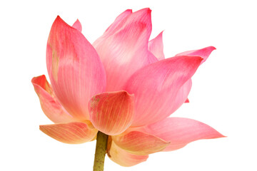 Beautiful Pink Lotus Flower on White Background
