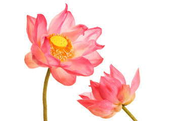 Fototapeta premium Beautiful Pink Lotus Flowers Against White Background