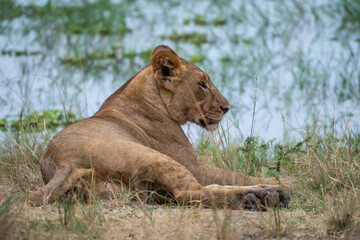 Lion is laying in the grass after hunting, Akagera National Park Rwanda