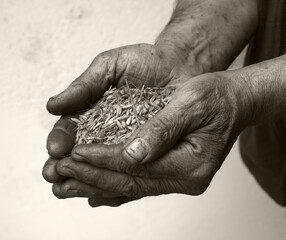 Old hands with wheats
