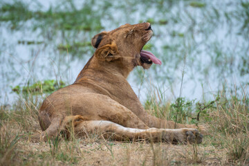 Lion is laying in the grass after hunting, Akagera National Park Rwanda