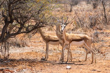 springbok antelopes near tree