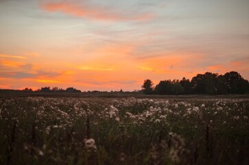 Obraz premium white plant in a field called cotton grass vaginalis in europe in summer at sunset