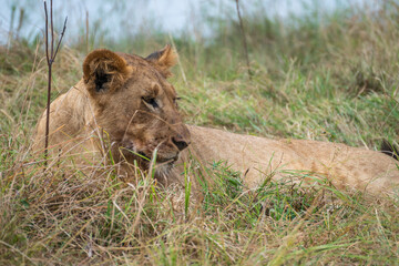 Lion is laying in the grass after hunting, Akagera National Park Rwanda