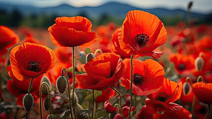 Obraz premium field of poppies HD 8K wallpaper Stock Photographic Image