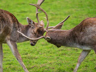 Young Fallow Deer Bucks Practising Fighting