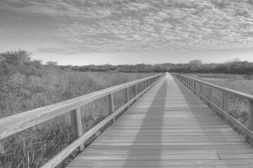 Tranquil Wooden Pathway Through Lush Wetlands Under Cloudy Skies