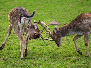 Young Fallow Deer Bucks Practising Fighting