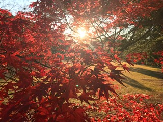 紅葉と太陽