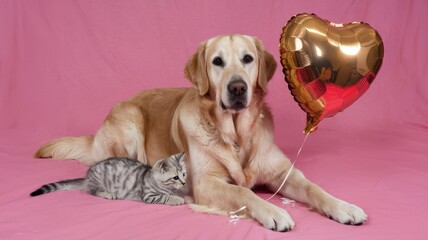Obraz premium Golden Retriever Dog with Balloons and Gray Tabby Cat Sitting Side by Side